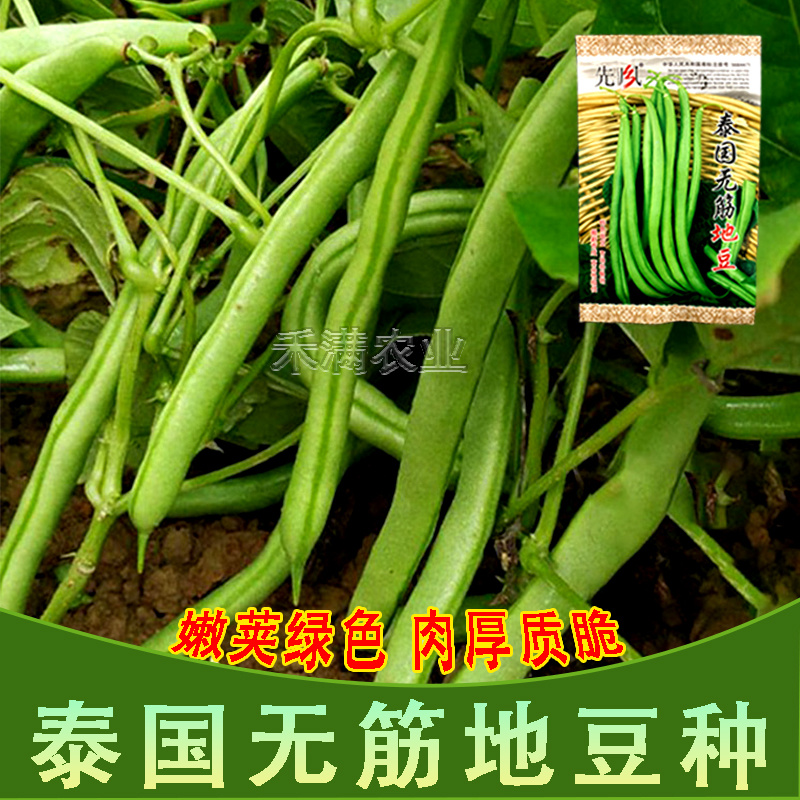 无筋地豆种子四季豆种子绿荚圆棒形肉厚春秋播高产无架豆种子