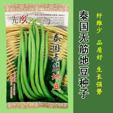 无筋地豆种子四季豆种子绿荚圆棒形肉厚春秋播高产无架豆种子