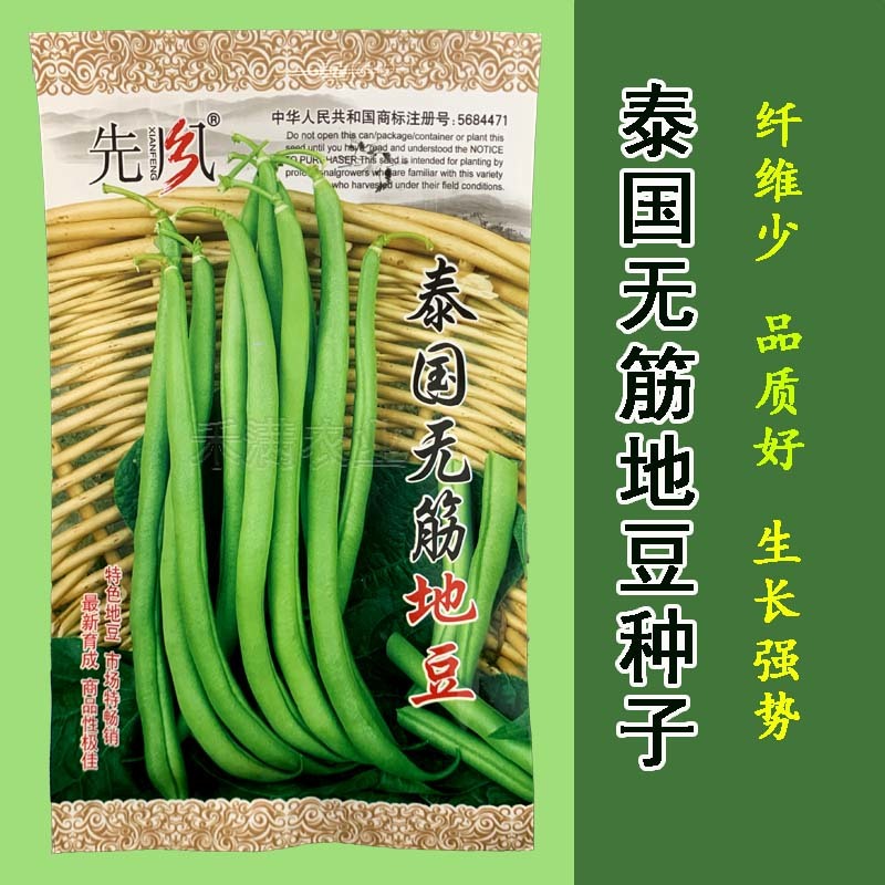 无筋地豆种子四季豆种子绿荚圆棒形肉厚春秋播高产无架豆种子
