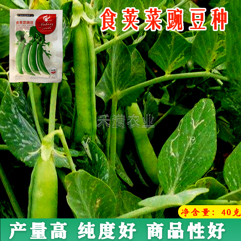 甜脆豌豆种子青豆台湾四季荷兰豆春季冬季荚荷兰豆豌豆种子