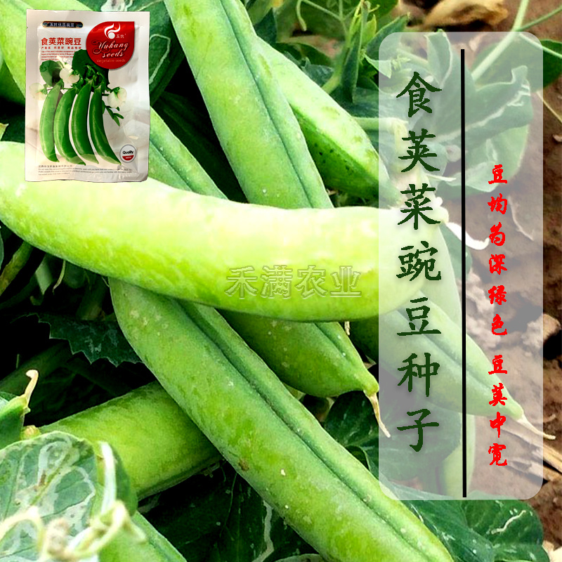 甜脆豌豆种子青豆台湾四季荷兰豆春季冬季荚荷兰豆豌豆种子