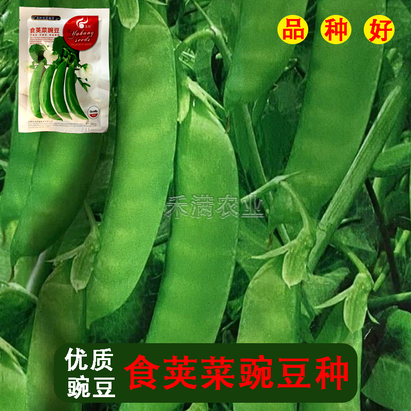 甜脆豌豆种子青豆台湾四季荷兰豆春季冬季荚荷兰豆豌豆种子