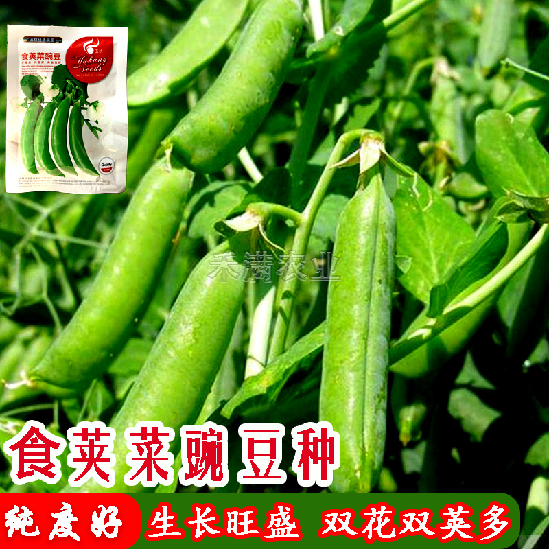 甜脆豌豆种子青豆台湾四季荷兰豆春季冬季荚荷兰豆豌豆种子