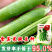 甜脆豌豆种子青豆台湾四季荷兰豆春季冬季荚荷兰豆豌豆种子