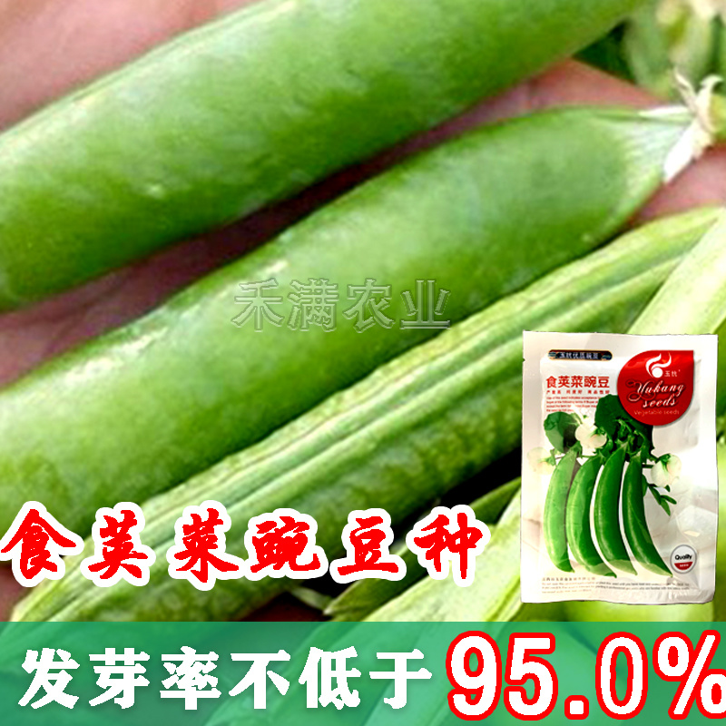 甜脆豌豆种子青豆台湾四季荷兰豆春季冬季荚荷兰豆豌豆种子