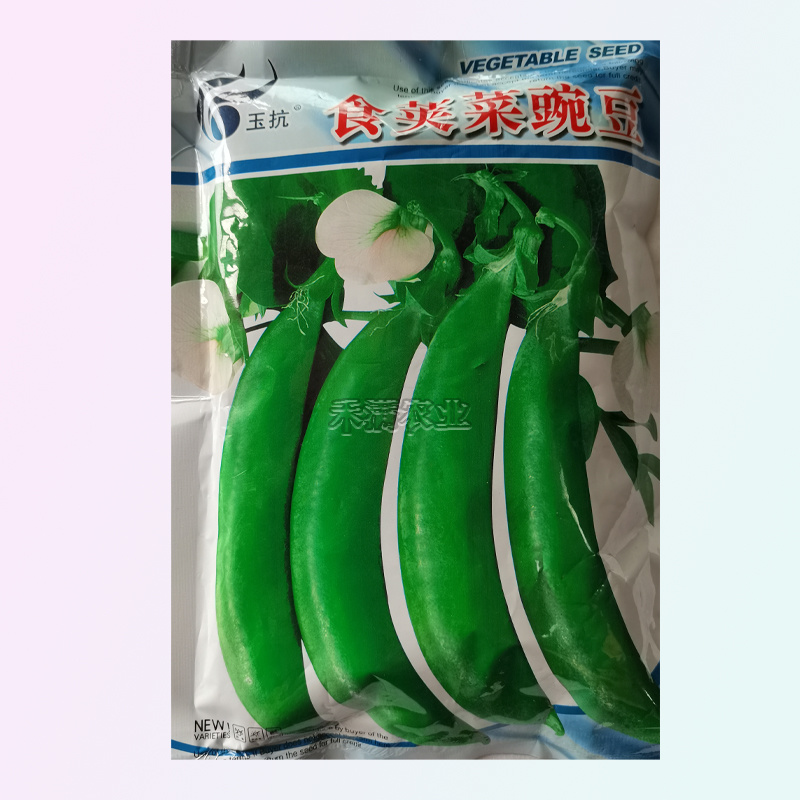 甜脆豌豆种子青豆台湾四季荷兰豆春季冬季荚荷兰豆豌豆种子