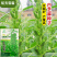 绿色高产白芝麻种子高杆抗倒伏洁白耐旱黑芝麻种籽芝麻种子