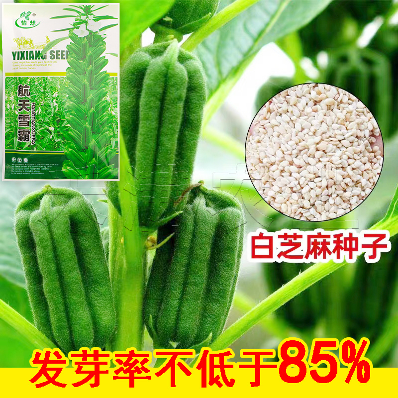 绿色高产白芝麻种子高杆抗倒伏洁白耐旱黑芝麻种籽芝麻种子