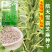 绿色高产白芝麻种子高杆抗倒伏洁白耐旱黑芝麻种籽芝麻种子