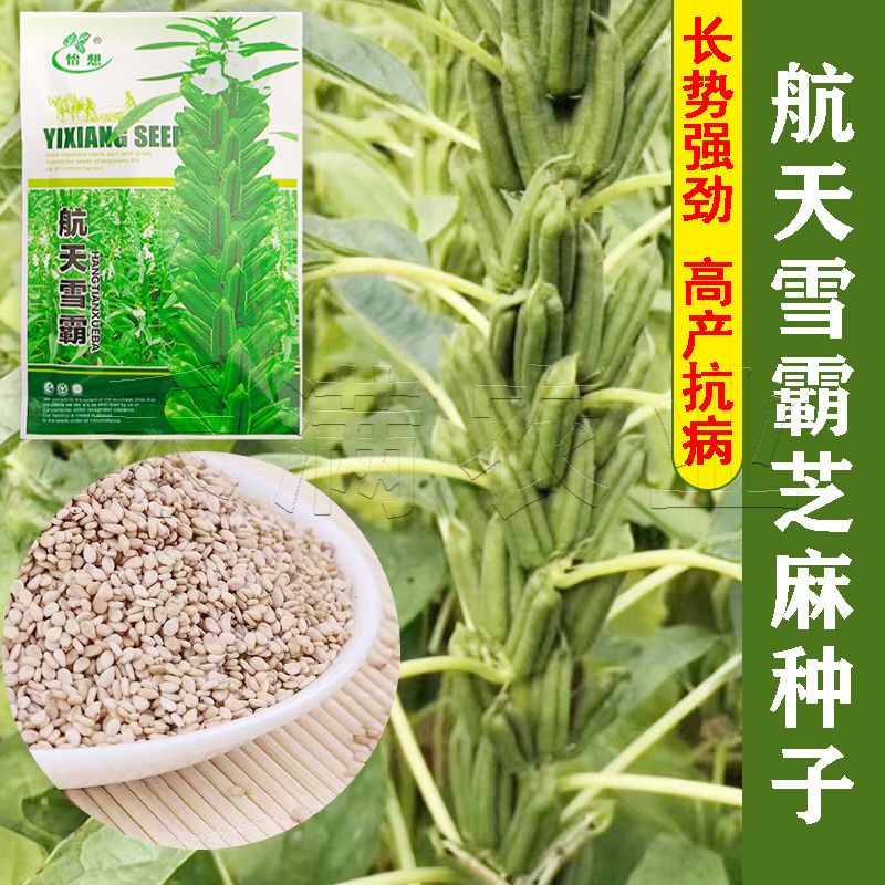 绿色高产白芝麻种子高杆抗倒伏洁白耐旱黑芝麻种籽芝麻种子