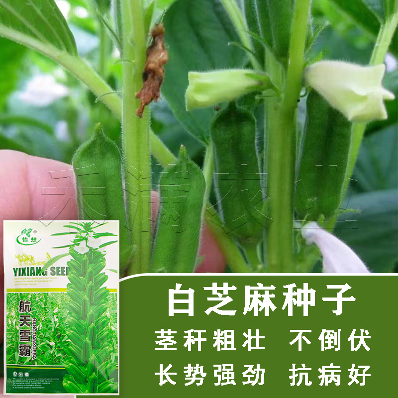 绿色高产白芝麻种子高杆抗倒伏洁白耐旱黑芝麻种籽芝麻种子
