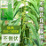 绿色高产白芝麻种子高杆抗倒伏洁白耐旱黑芝麻种籽芝麻种子