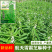绿色高产白芝麻种子高杆抗倒伏洁白耐旱黑芝麻种籽芝麻种子