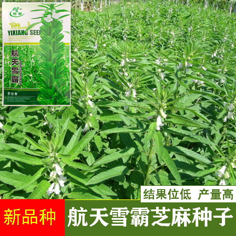 绿色高产白芝麻种子高杆抗倒伏洁白耐旱黑芝麻种籽芝麻种子