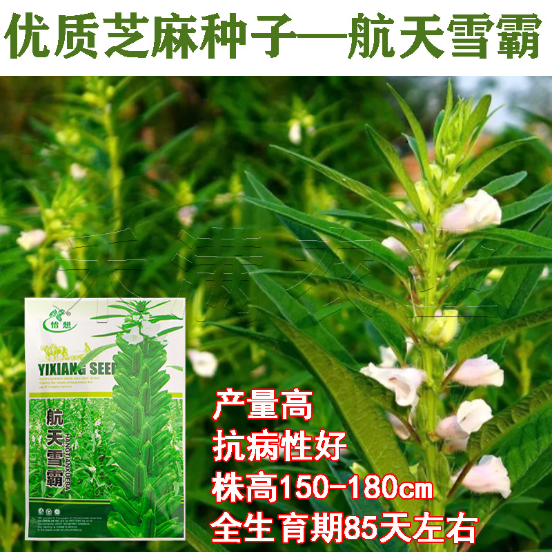绿色高产白芝麻种子高杆抗倒伏洁白耐旱黑芝麻种籽芝麻种子