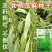 绿色高产白芝麻种子高杆抗倒伏洁白耐旱黑芝麻种籽芝麻种子