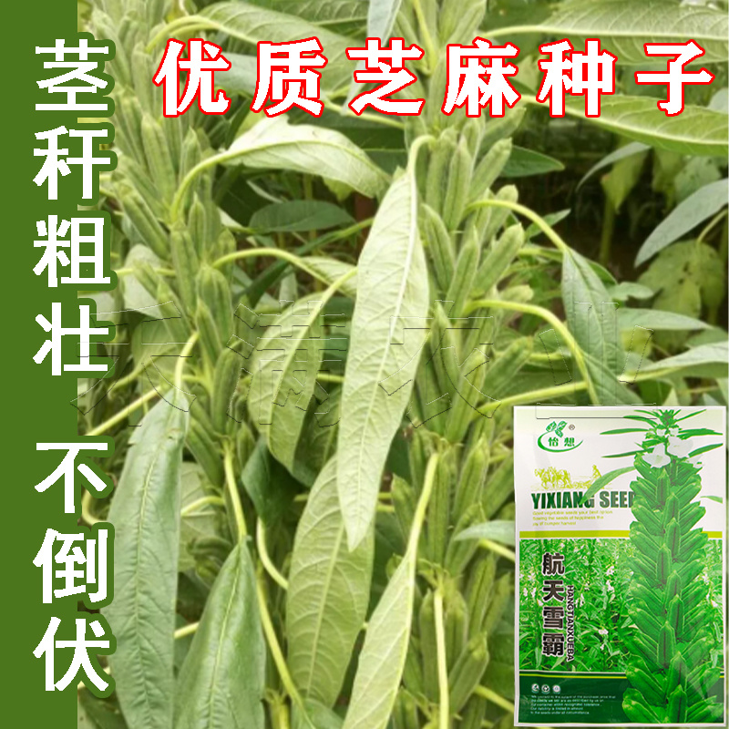 绿色高产白芝麻种子高杆抗倒伏洁白耐旱黑芝麻种籽芝麻种子
