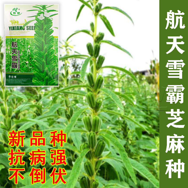 绿色高产白芝麻种子高杆抗倒伏洁白耐旱黑芝麻种籽芝麻种子