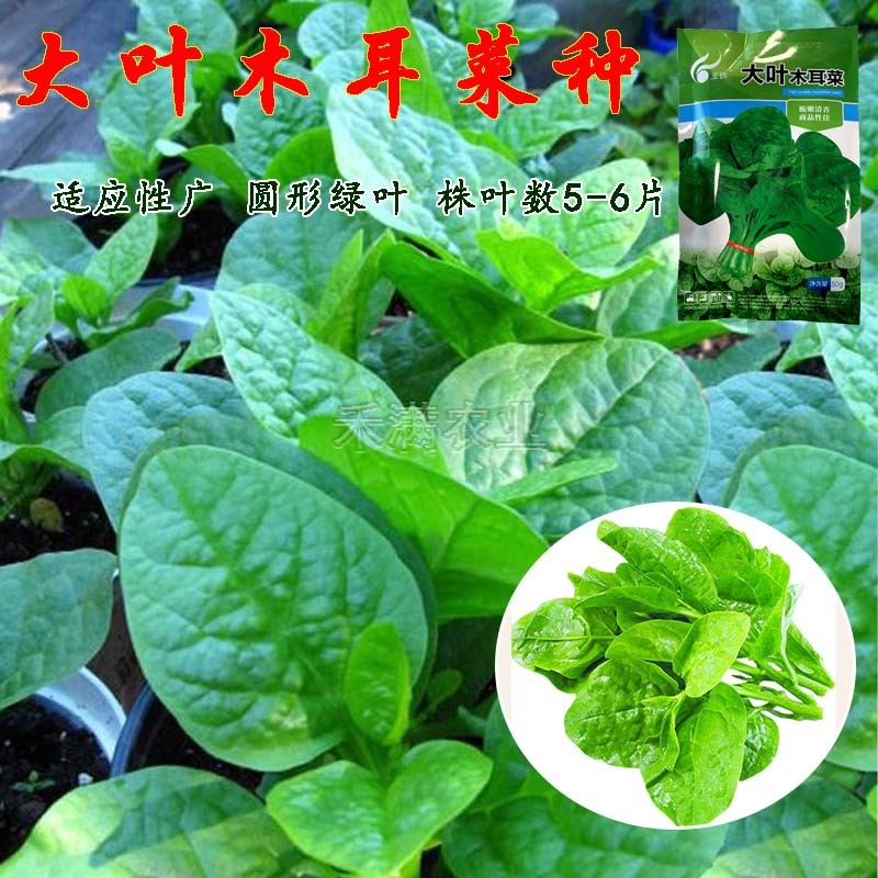 大叶木耳菜种籽蔬菜种子四季春秋冬春季种孑秋季木耳菜种子