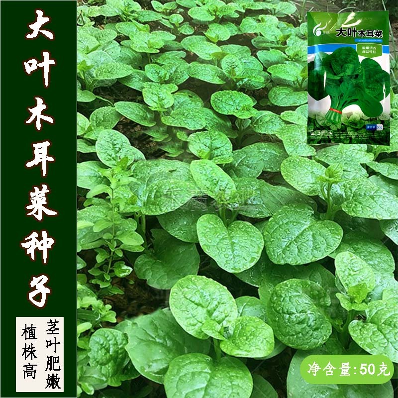 大叶木耳菜种籽蔬菜种子四季春秋冬春季种孑秋季木耳菜种子
