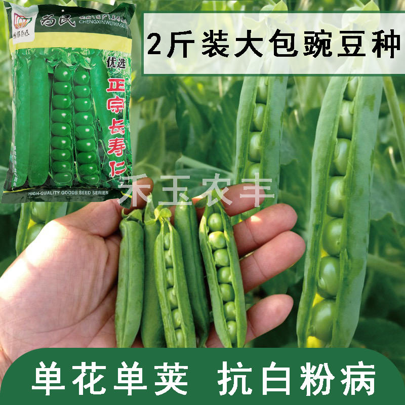 正宗长寿仁豌豆种子丰产抗病颗粒饱满生长势强农家春秋蔬