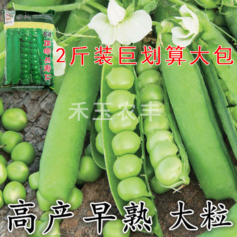 正宗长寿仁豌豆种子丰产抗病颗粒饱满生长势强农家春秋蔬