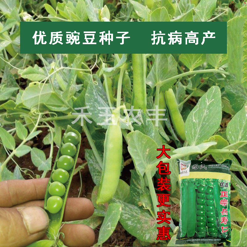 正宗长寿仁豌豆种子丰产抗病颗粒饱满生长势强农家春秋蔬