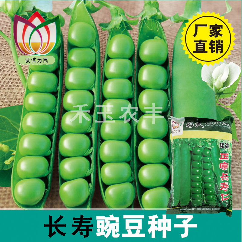 正宗长寿仁豌豆种子丰产抗病颗粒饱满生长势强农家春秋蔬