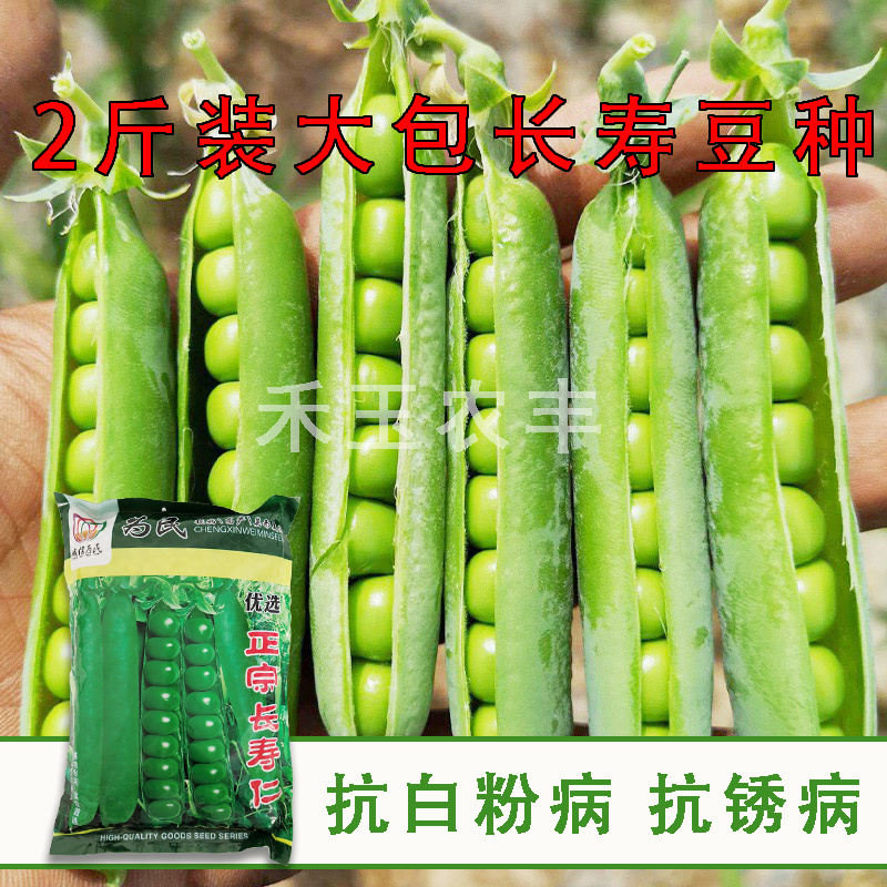 正宗长寿仁豌豆种子丰产抗病颗粒饱满生长势强农家春秋蔬