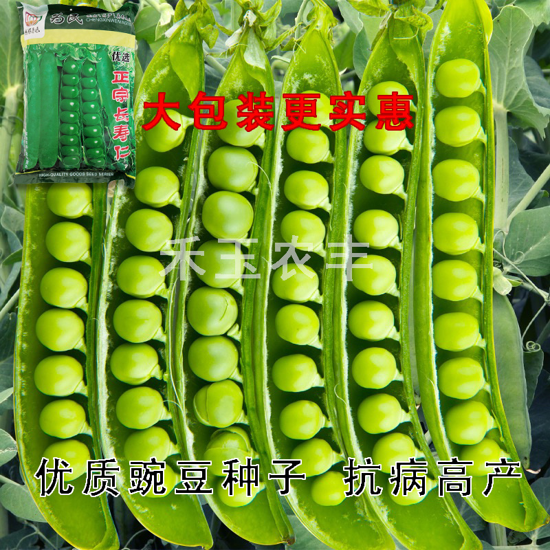 正宗长寿仁豌豆种子丰产抗病颗粒饱满生长势强农家春秋蔬
