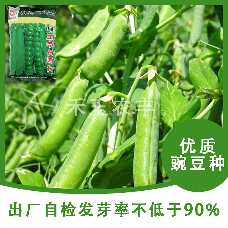 正宗长寿仁豌豆种子丰产抗病颗粒饱满生长势强农家春秋蔬