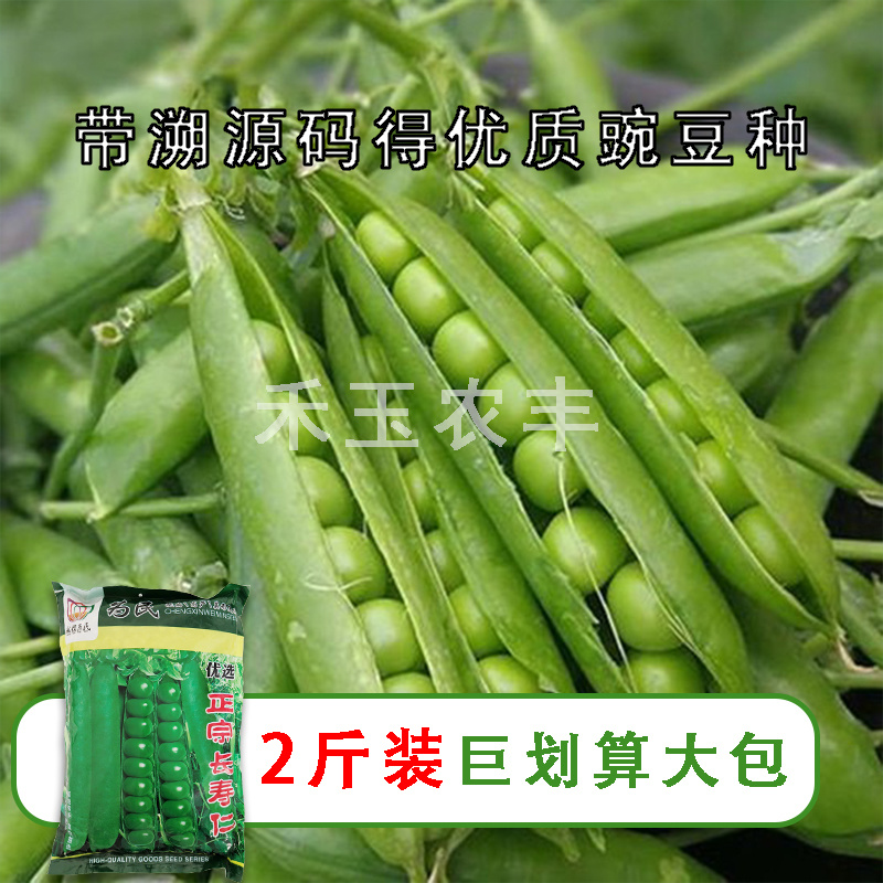 正宗长寿仁豌豆种子丰产抗病颗粒饱满生长势强农家春秋蔬