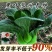 黑叶矮脚苏州青种子蔬菜种子大全秋冬抗热耐寒