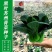 黑叶矮脚苏州青种子蔬菜种子大全秋冬抗热耐寒