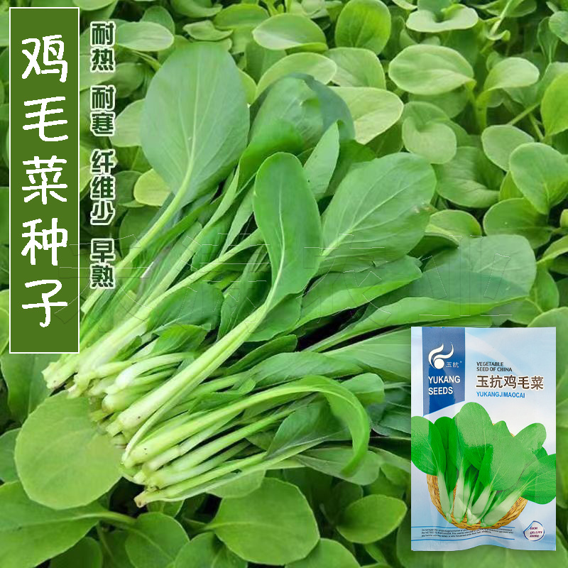 批发23天鸡毛菜种子耐热高产一年四季小白菜种子阳台盆