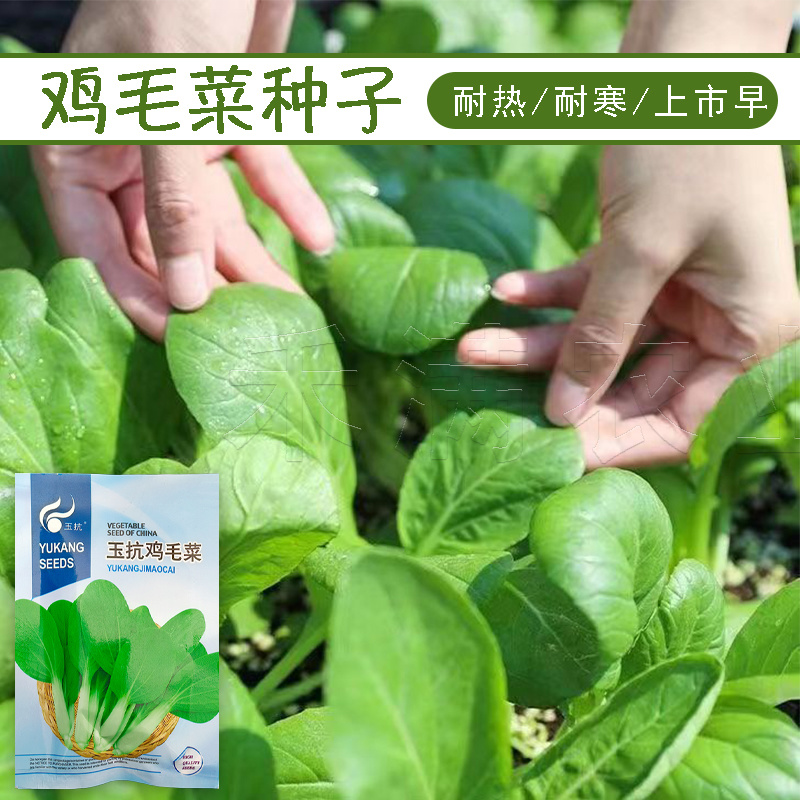 批发23天鸡毛菜种子耐热高产一年四季小白菜种子阳台盆