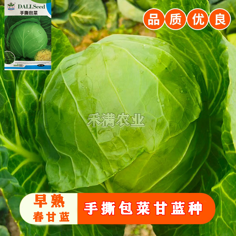 春秋播手撕包菜甘蓝种子露天种绿甘蓝包菜菜籽四季播甘蓝种子