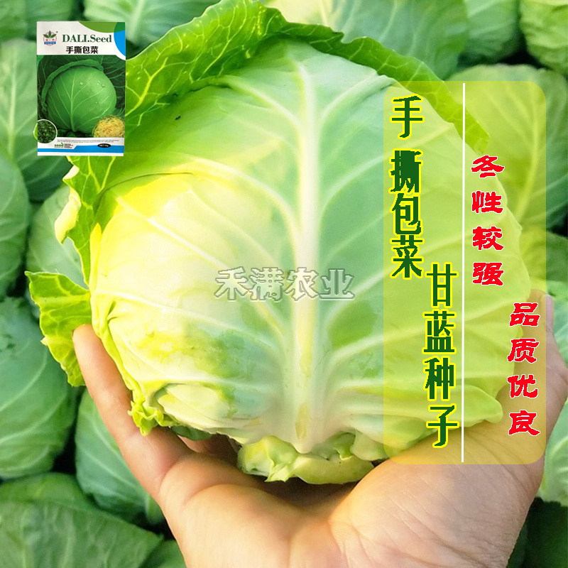 春秋播手撕包菜甘蓝种子露天种绿甘蓝包菜菜籽四季播甘蓝种子