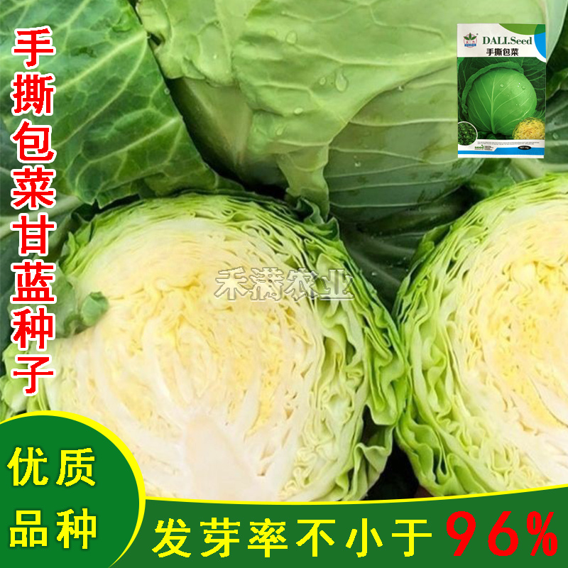 春秋播手撕包菜甘蓝种子露天种绿甘蓝包菜菜籽四季播甘蓝种子