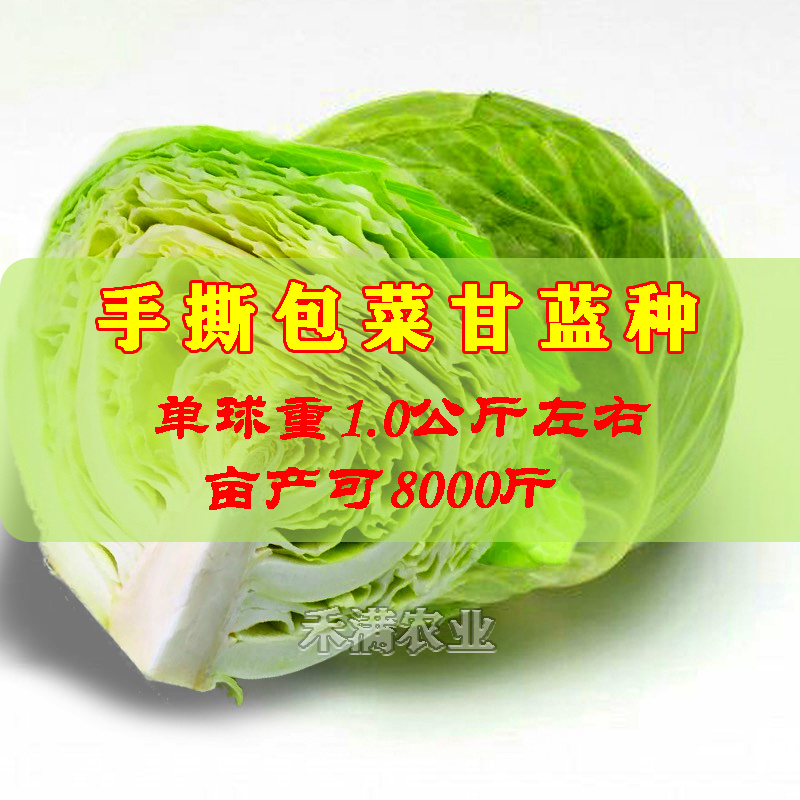 春秋播手撕包菜甘蓝种子露天种绿甘蓝包菜菜籽四季播甘蓝种子
