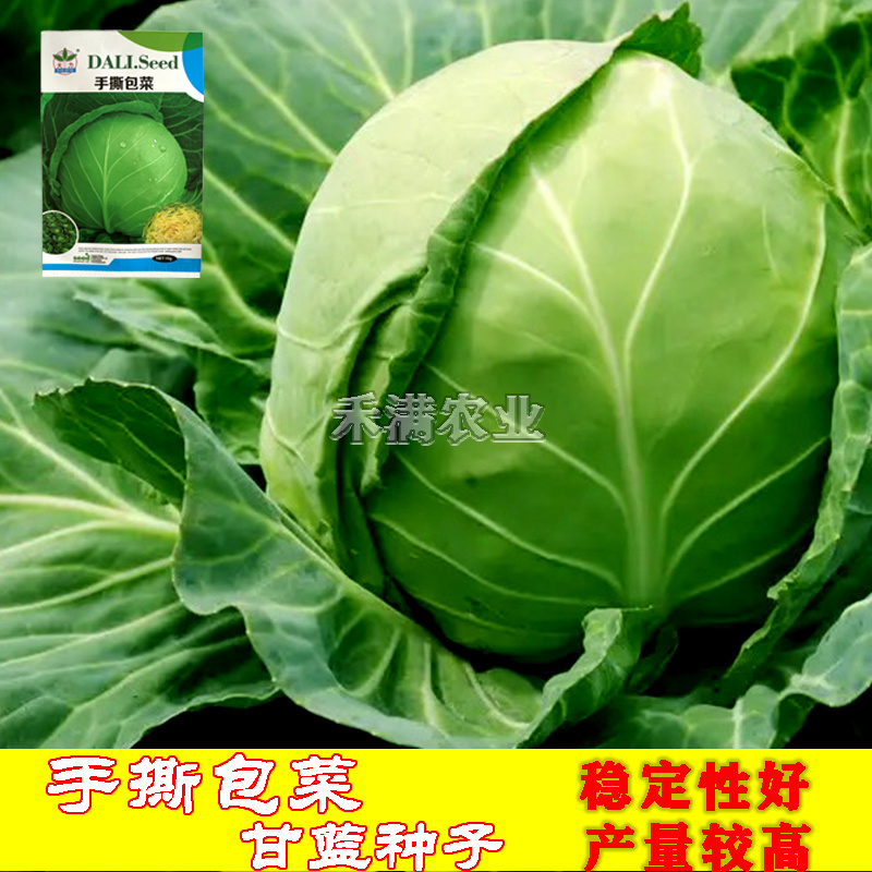 春秋播手撕包菜甘蓝种子露天种绿甘蓝包菜菜籽四季播甘蓝种子