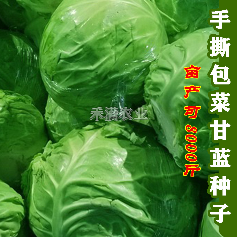 春秋播手撕包菜甘蓝种子露天种绿甘蓝包菜菜籽四季播甘蓝种子