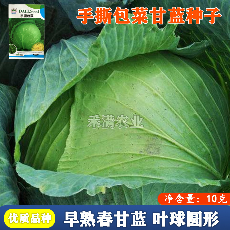 春秋播手撕包菜甘蓝种子露天种绿甘蓝包菜菜籽四季播甘蓝种子