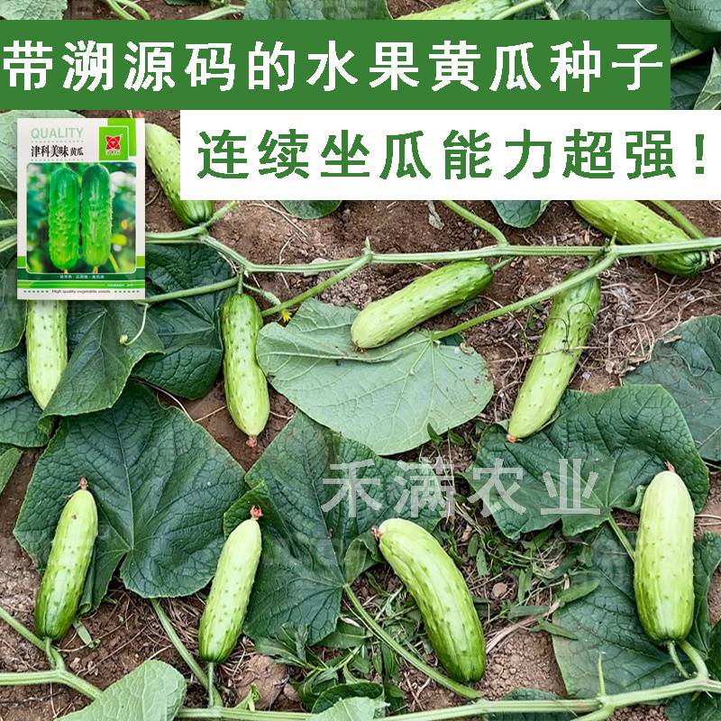 高端水果黄瓜种子甜脆嫩美味黄瓜种子蔬菜种子