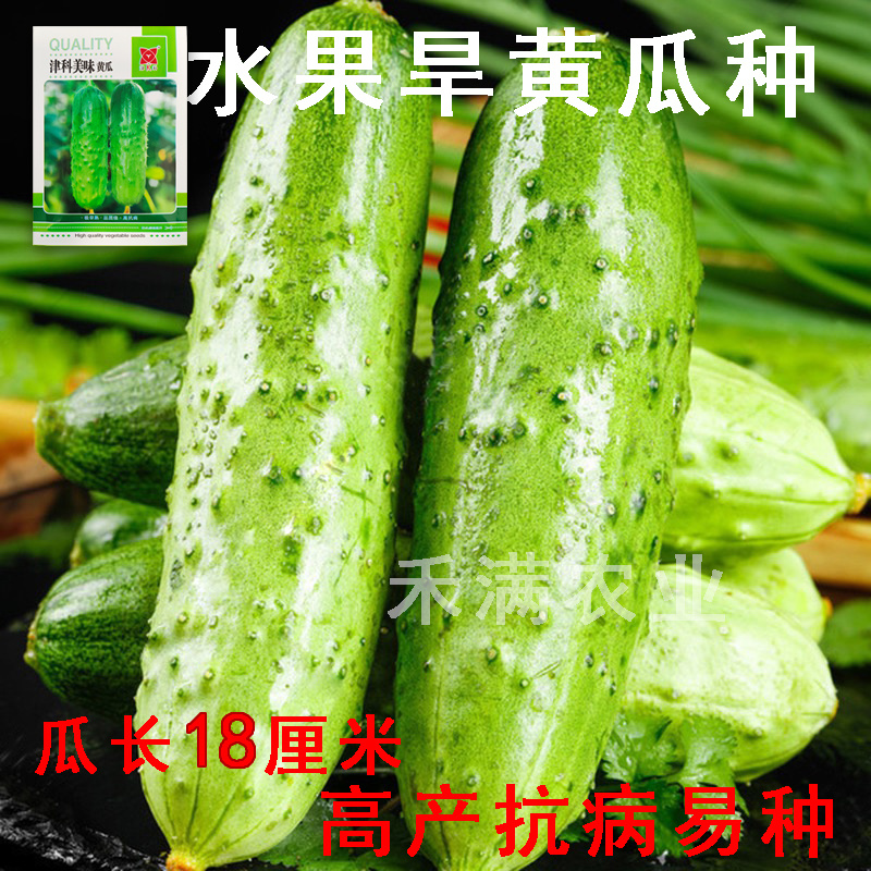 高端水果黄瓜种子甜脆嫩美味黄瓜种子蔬菜种子