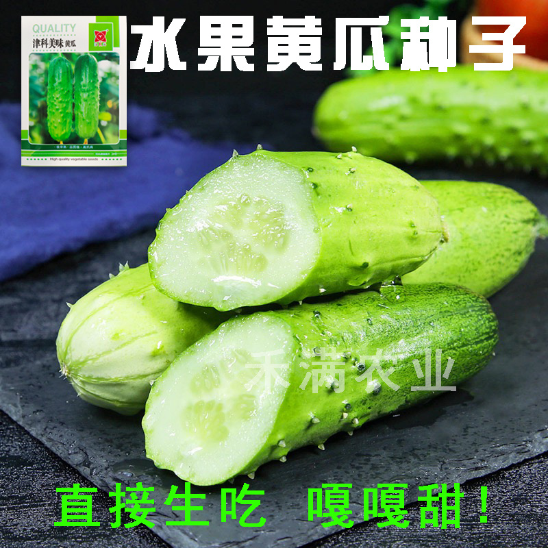 高端水果黄瓜种子甜脆嫩美味黄瓜种子蔬菜种子