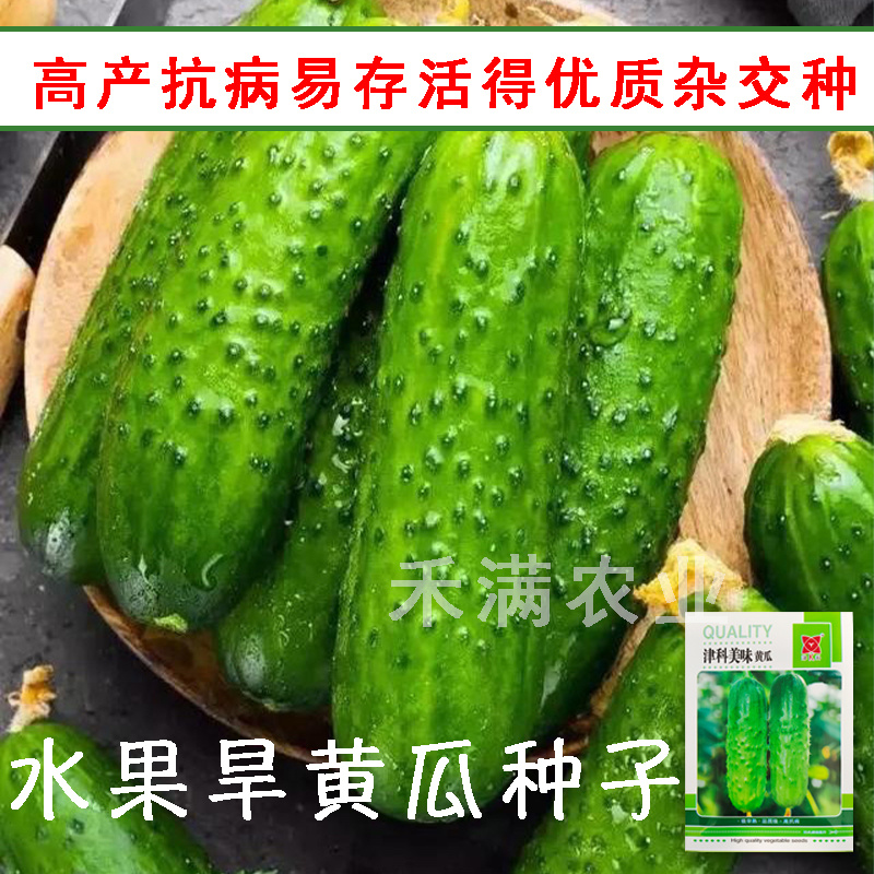 高端水果黄瓜种子甜脆嫩美味黄瓜种子蔬菜种子