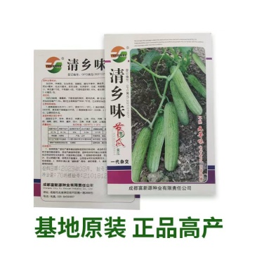 清乡味节节瓜高端水果黄瓜种子甜脆嫩绿黄瓜种子蔬菜种子