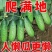 清乡味节节瓜高端水果黄瓜种子甜脆嫩绿黄瓜种子蔬菜种子