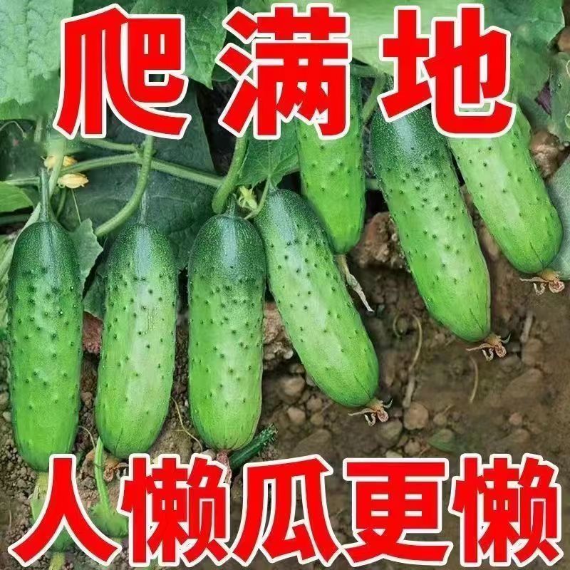 清乡味节节瓜高端水果黄瓜种子甜脆嫩绿黄瓜种子蔬菜种子